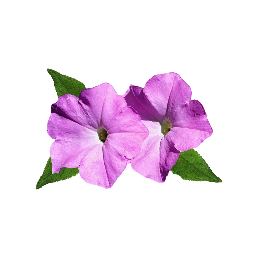 Petunia