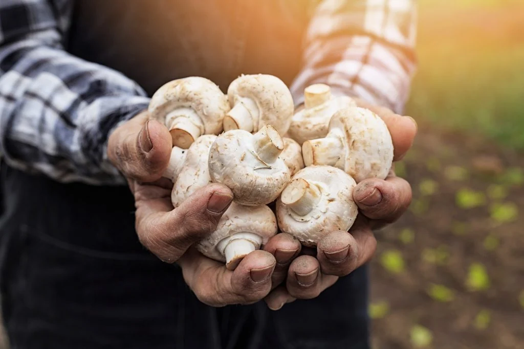 Mushroom Growing
