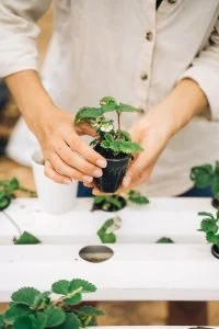 smart gardening
