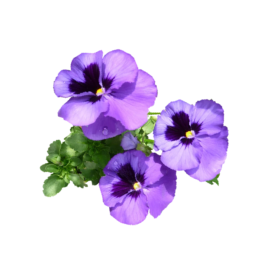 Pansy