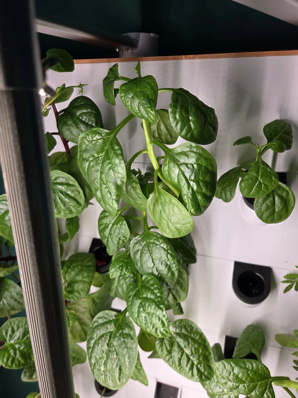 GrowLux - Image 3
