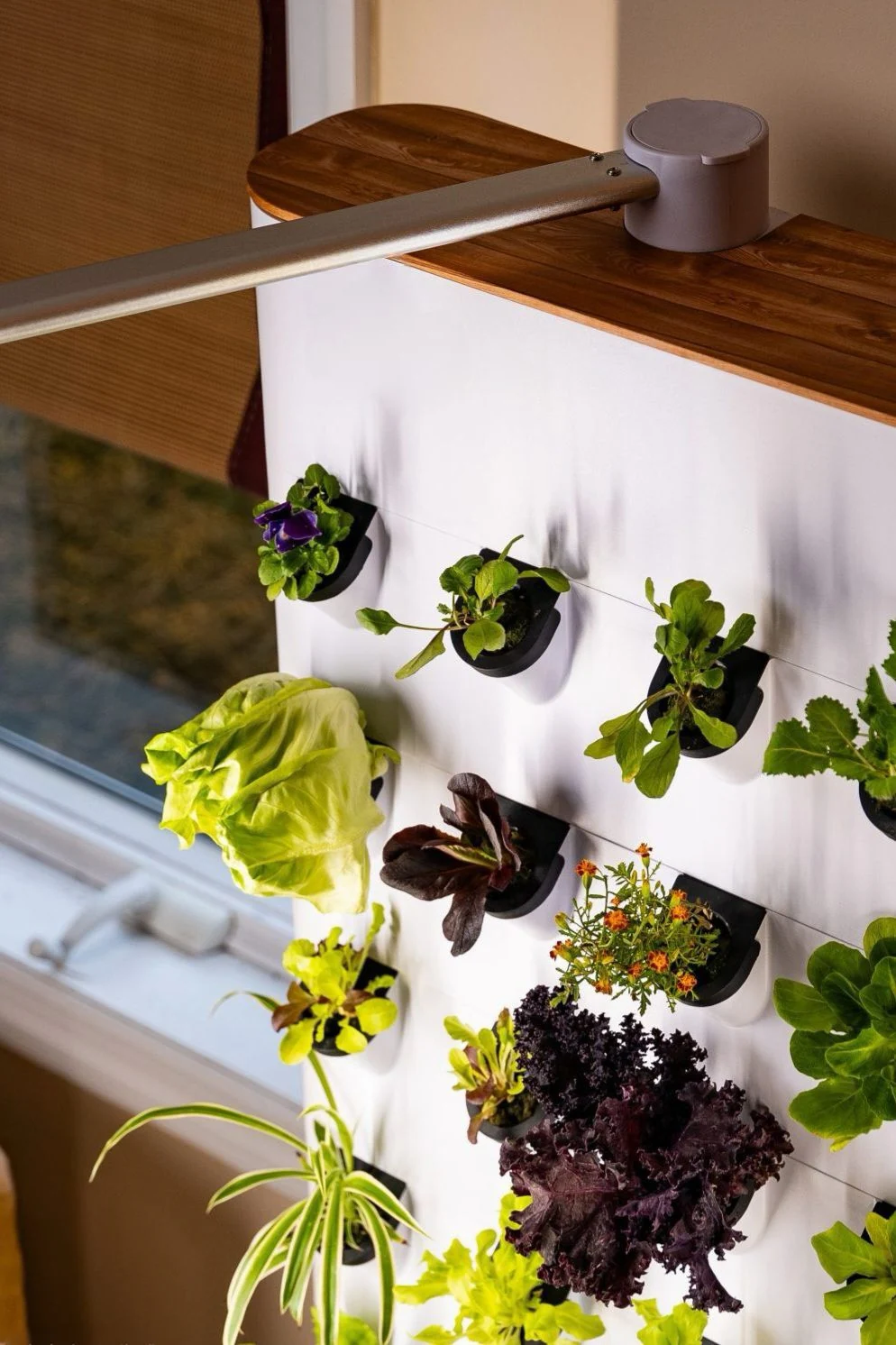 GrowLux - Image 6