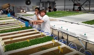 Hydroponics farms in Singapore