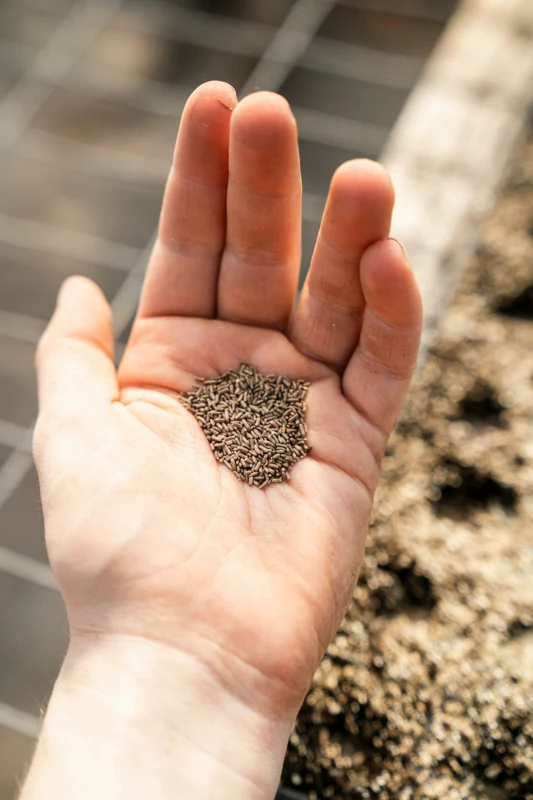 Hydroponics Seeds