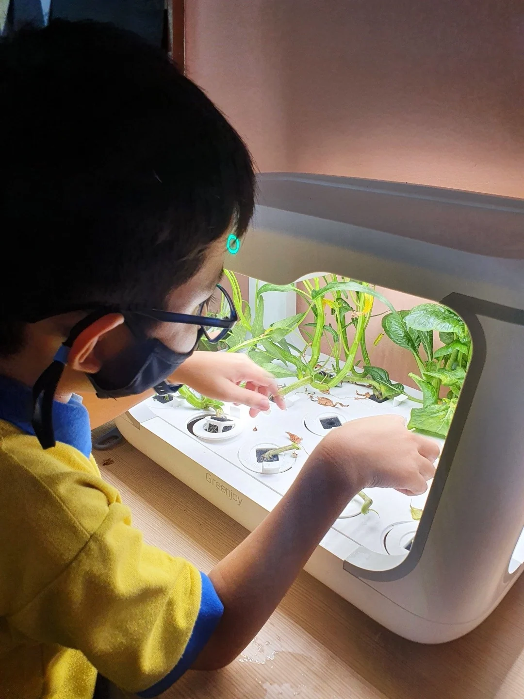 A student tending plants in a tabletop hydroponics garden