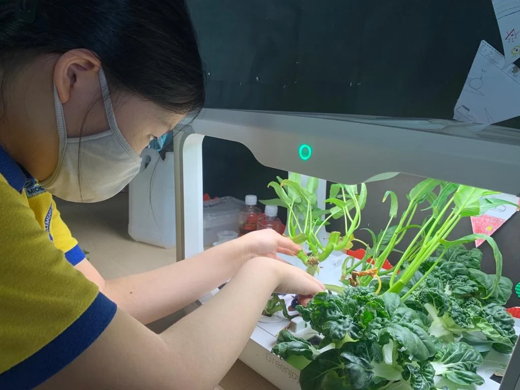 A student tending leafy greens in a classroom hydroponics system