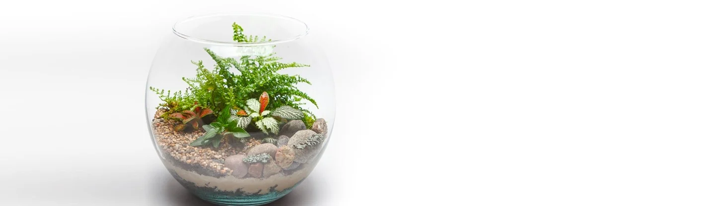 A miniature plant ecosystem in a glass terrarium
