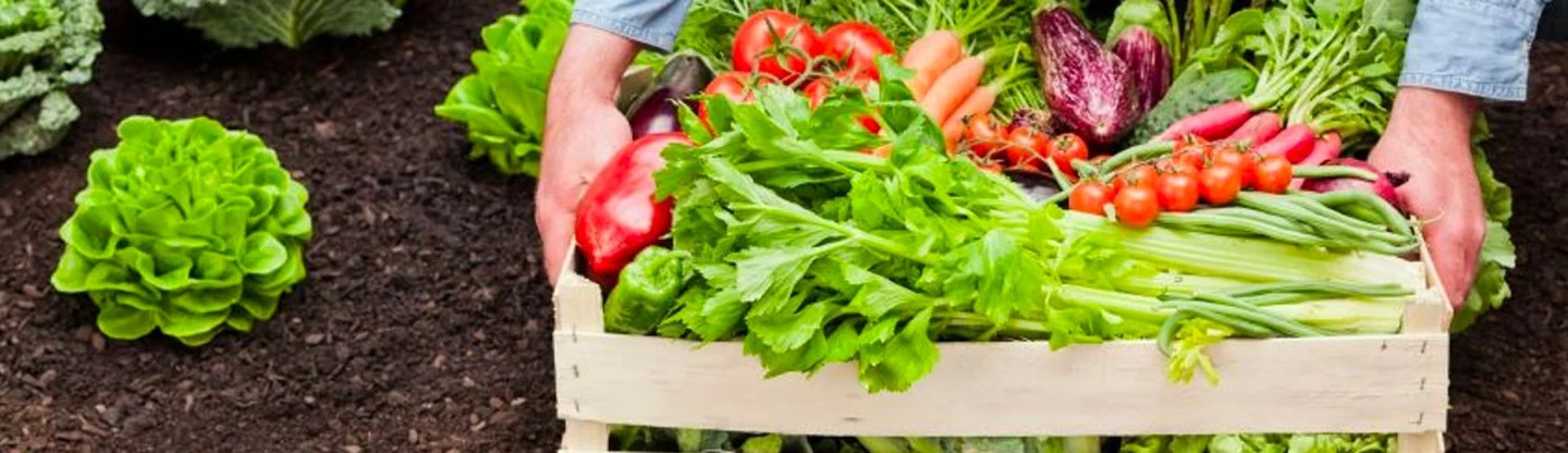Fresh vegetables harvested from a garden