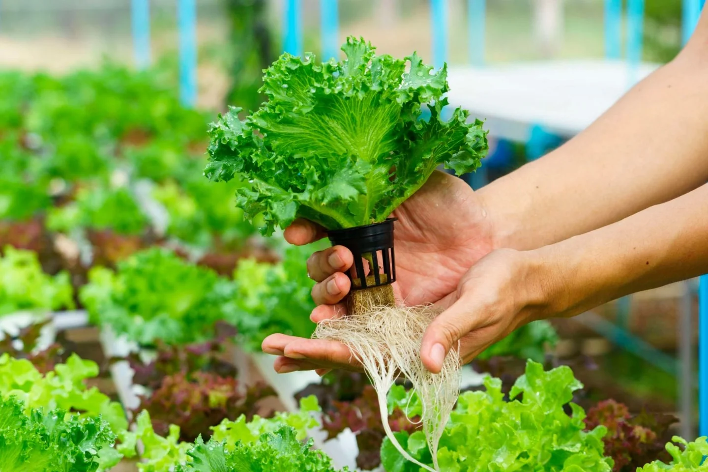 Fresh lettuce with its roots exposed, grown using hydroponics